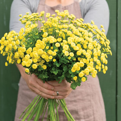 Sunny Ball Matricaria (Feverfew)