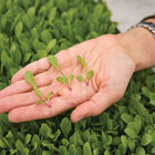 Dandelion, Red Microgreen Vegetables