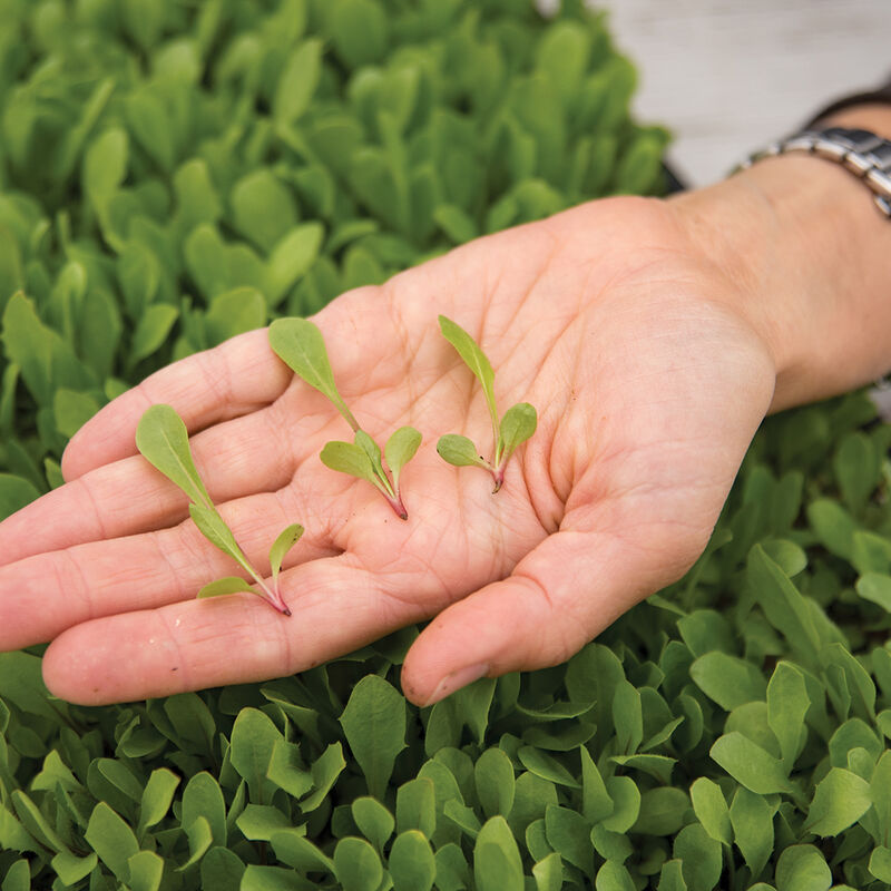 Dandelion, Red Microgreen Vegetables