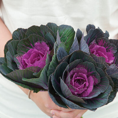 Crane Red Kale, Ornamental