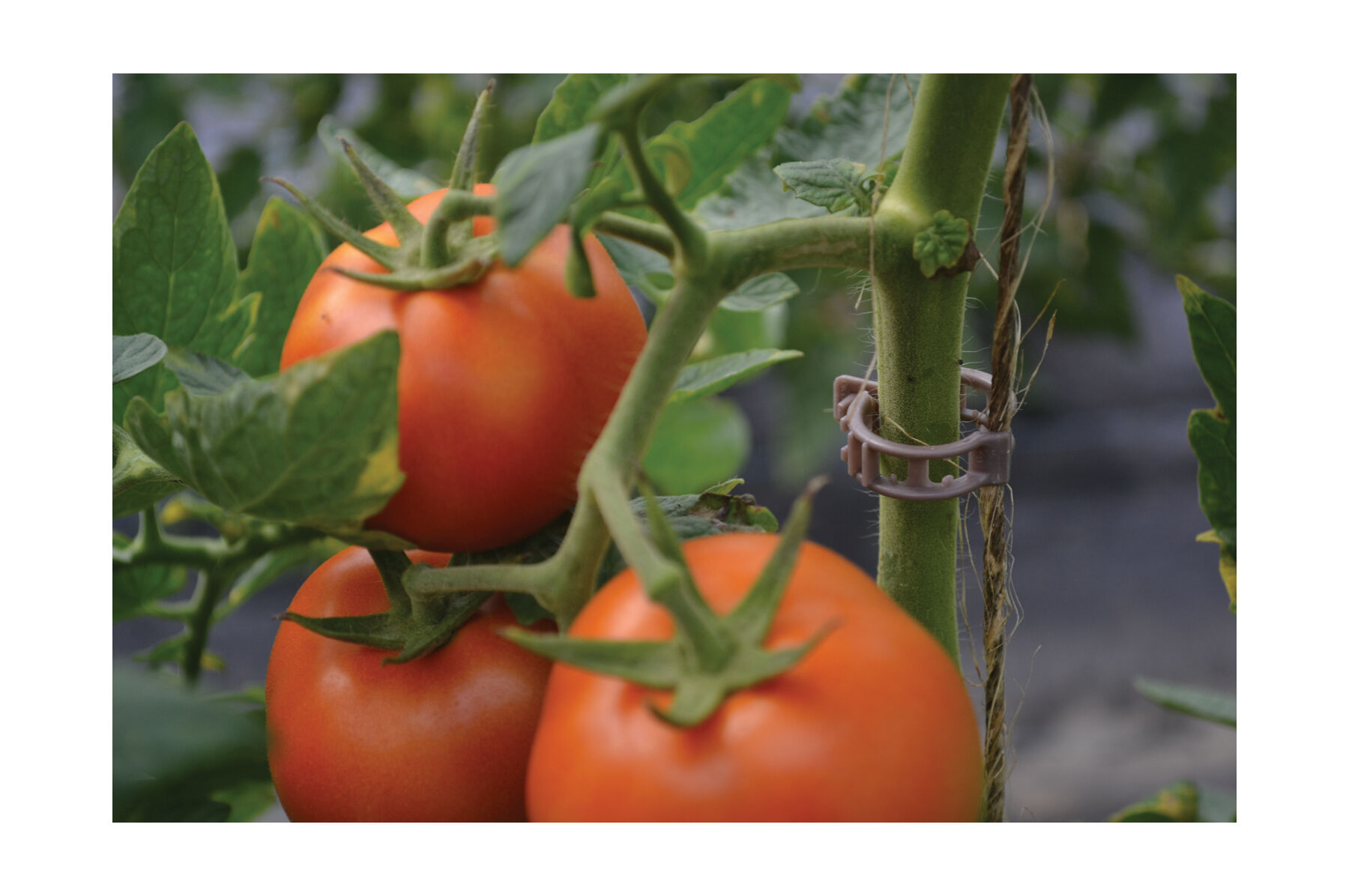 Compostable Trellis Clips &ndash; 500 Count Clips