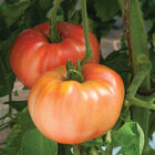 German Johnson Heirloom Tomatoes