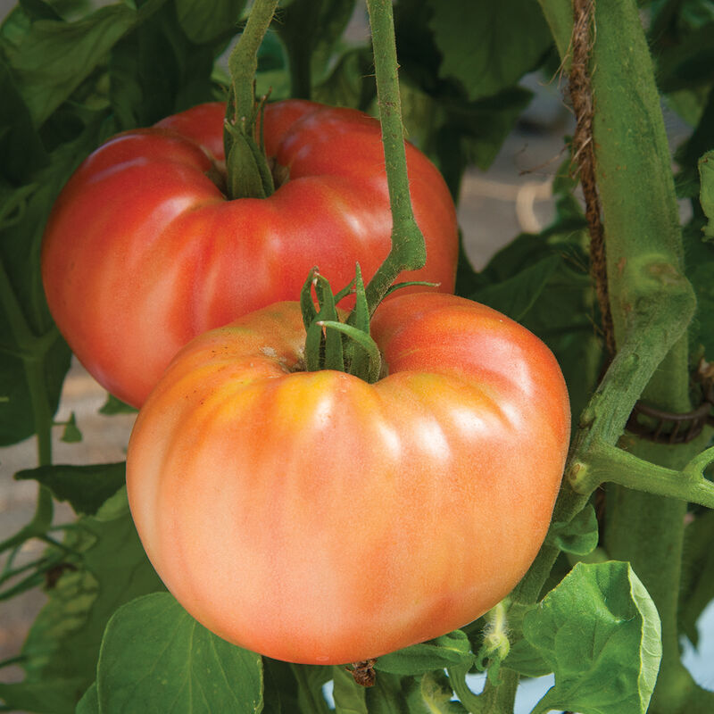 German Johnson Heirloom Tomatoes