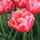 Salmon Symbiose&reg; Tulips