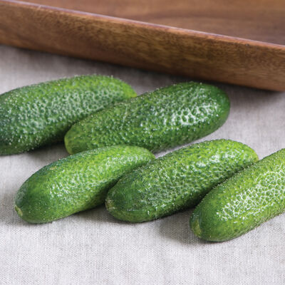 Adam Gherkin Pickling Cucumbers