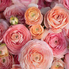 Romance™ Salerno® Ranunculus