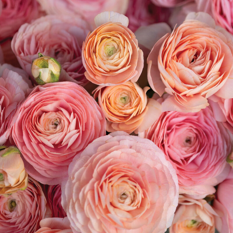 Romance™ Salerno® Ranunculus