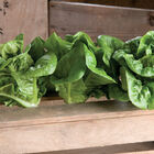 Bambi Bibb Lettuce