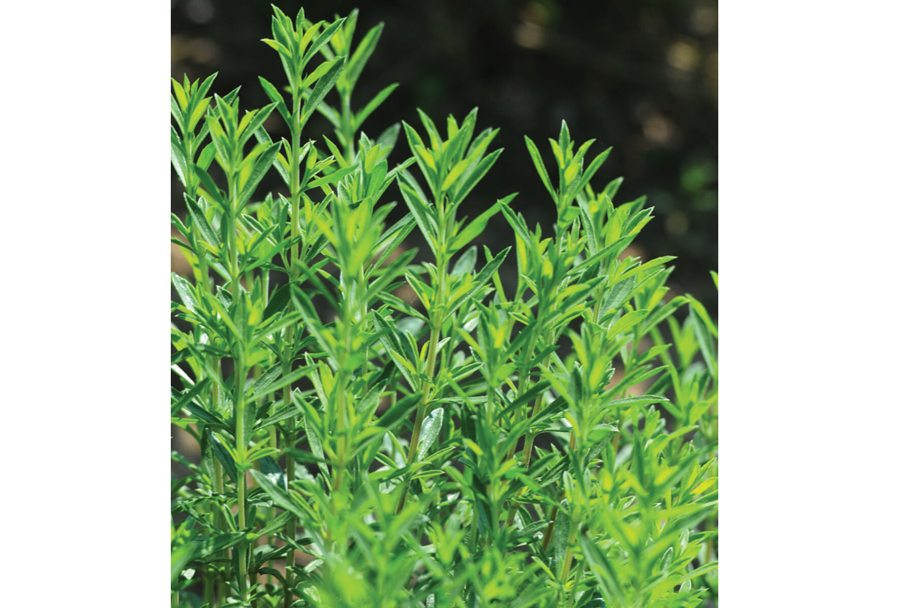 Winter Savory Herb Seed Johnny's Selected Seeds