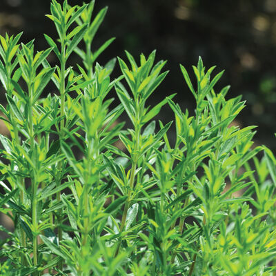 Winter Savory Winter Savory Savory