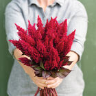 Sunday™ Wine Red Celosia