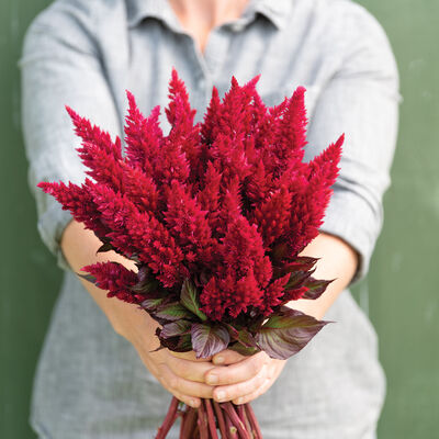 Sunday™ Wine Red Celosia