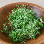 Watercress Microgreen Vegetables