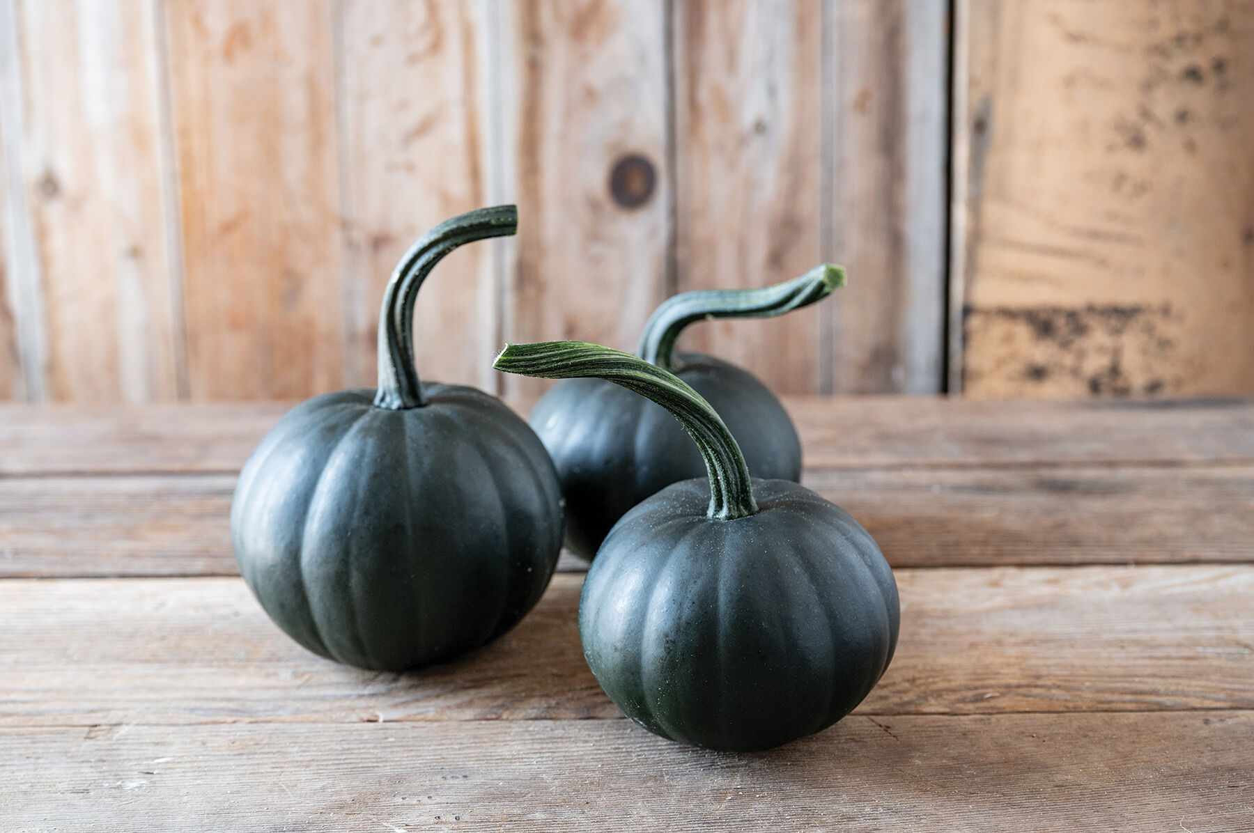 格安SALEスタート!の商品をすべて | Seed Pumpkin (F1) - Bear Black Johnny's Seeds Selected その他