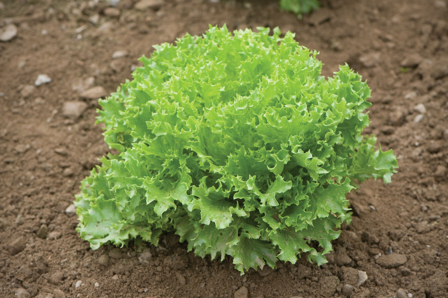 Lettuce crisp shop