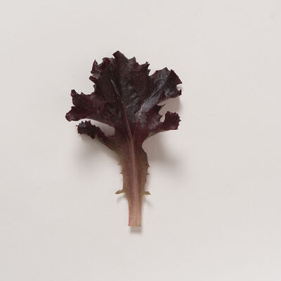 Spritzer Oakleaf Lettuce