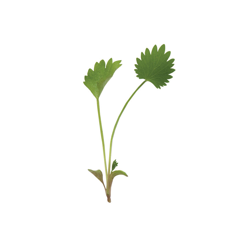 Anise Microgreen Herbs
