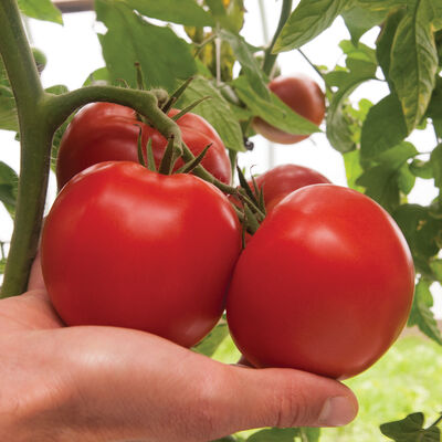 Bigdena Beefsteak Tomatoes