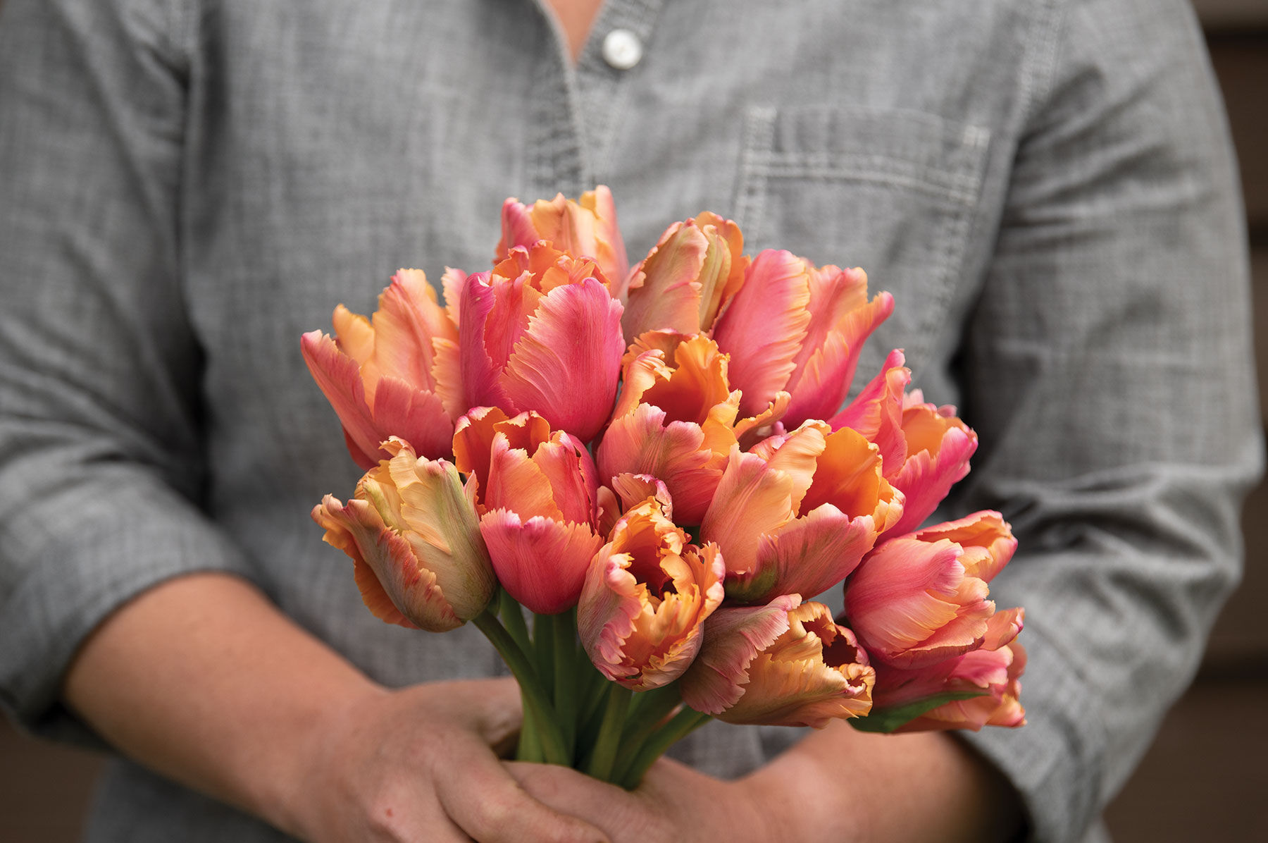 Johnny's Selected Seeds Parrot Tulip - Thumbnail 2