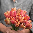Amazing Parrot Tulips