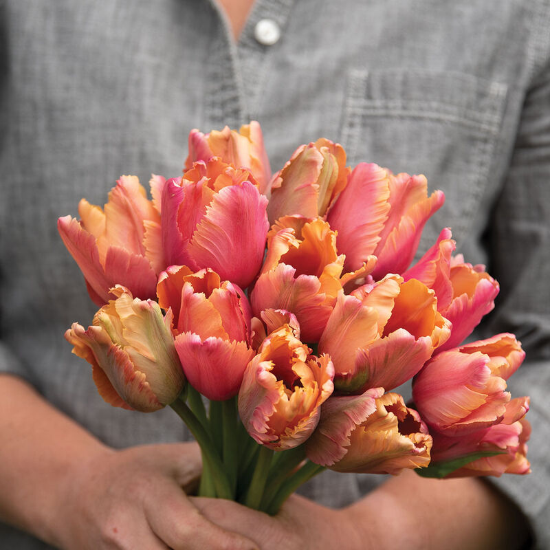 Amazing Parrot Tulips
