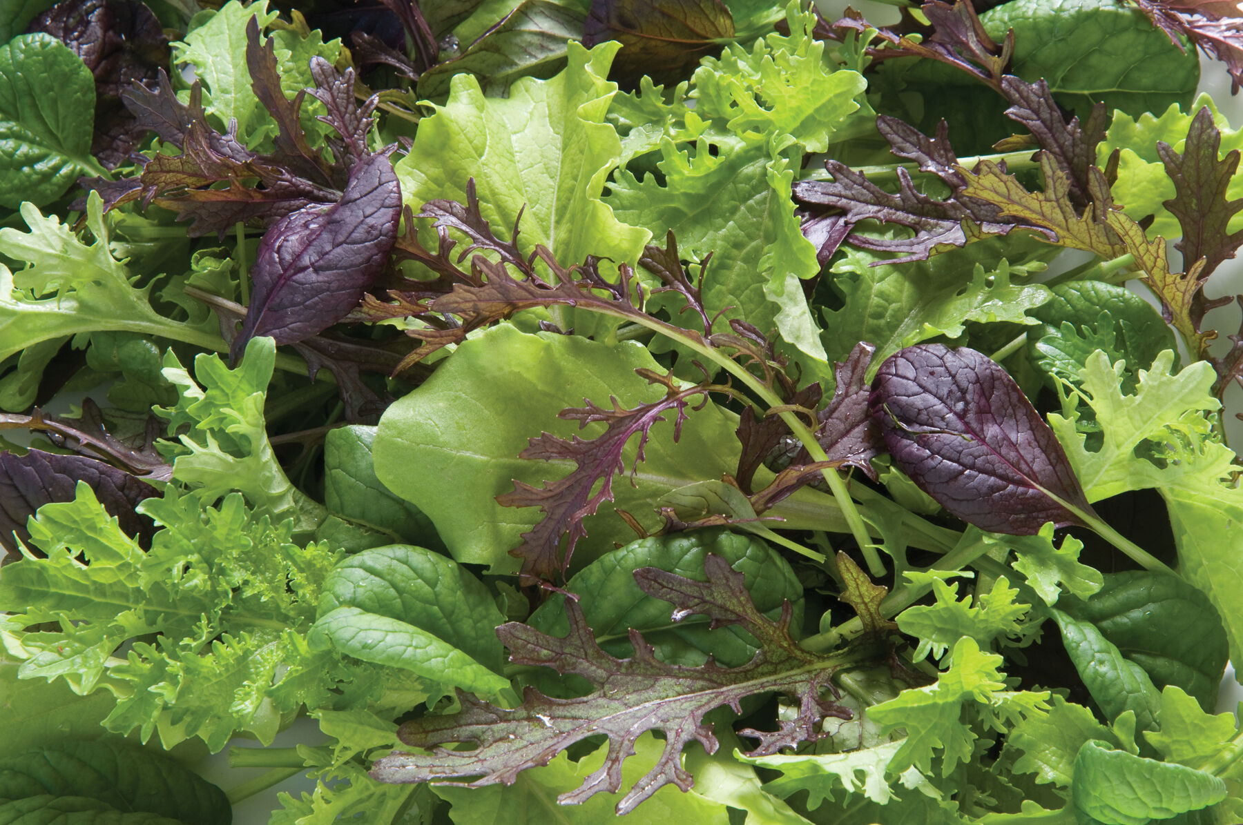 Premium Greens Mix - Vegetable Seed | Johnny's Selected Seeds