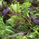 Premium Greens Mix Greens Mixes