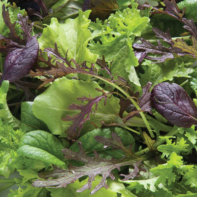 Premium Greens Mix Greens