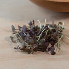 Mustard, Miz America Microgreen Vegetables