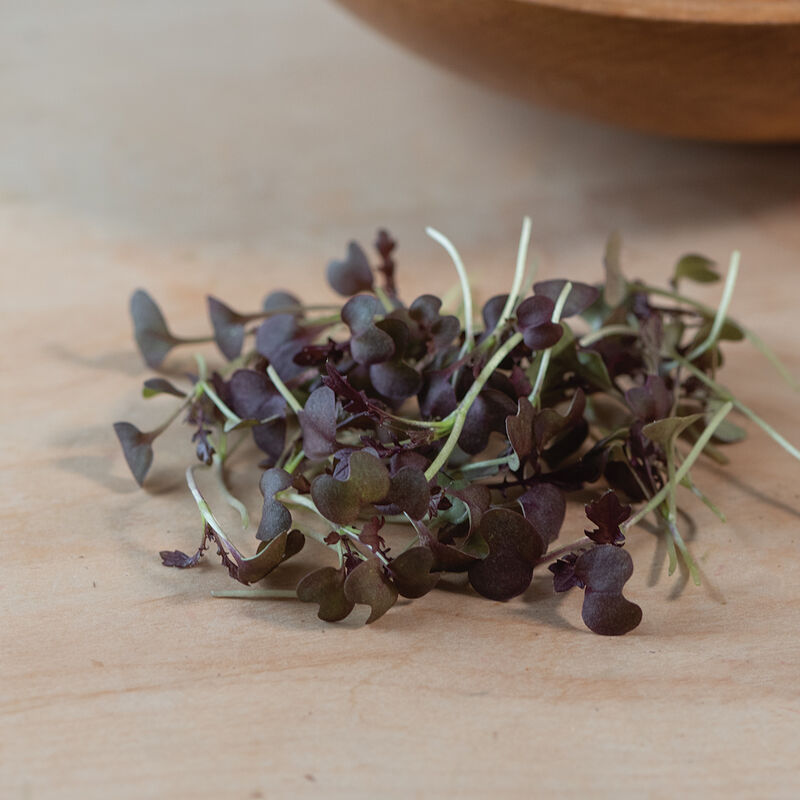 Mustard, Miz America Microgreen Vegetables
