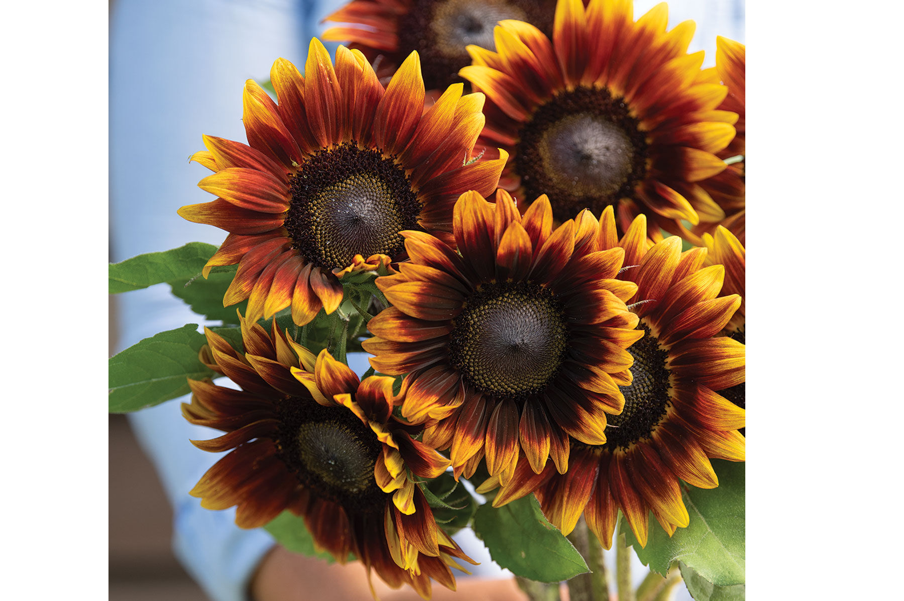 Sunflower Seeds for Planting | Johnny's Selected Seeds
