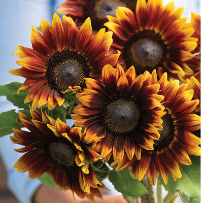 Shock-O-Lat Tall Sunflowers