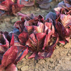 Ezbruke Romaine Lettuce (Cos)