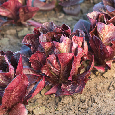 Ezbruke Romaine Lettuce (Cos)