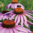 Echinacea purpurea Echinacea purpurea Echinacea (Coneflower)