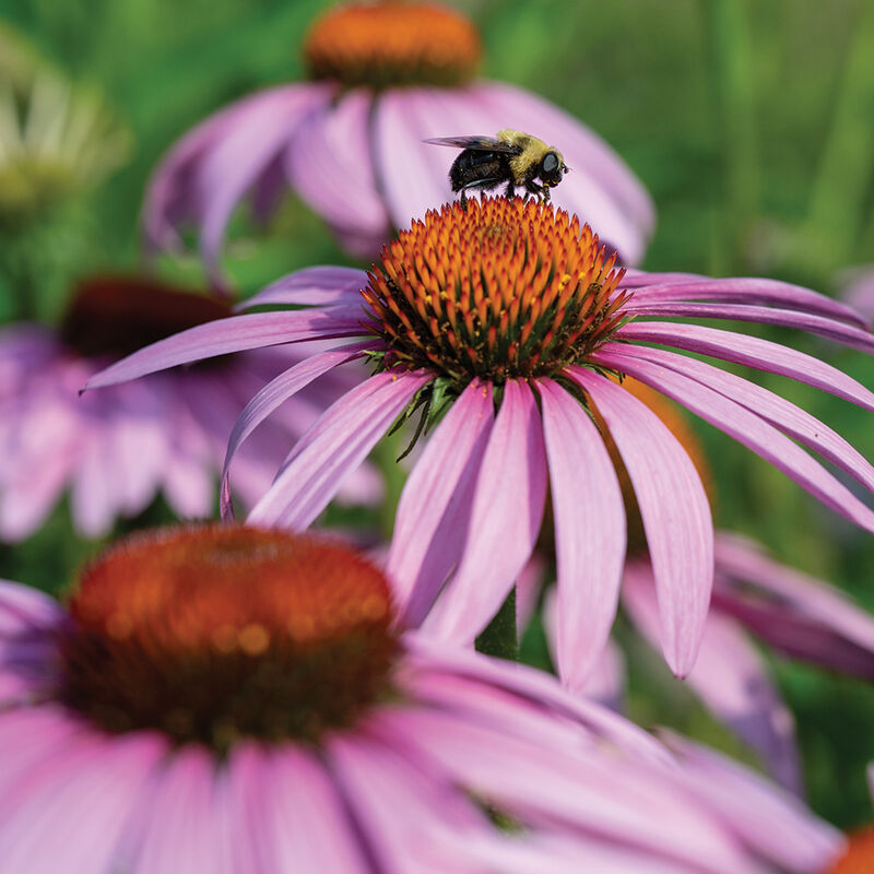 Echinacea purpurea Echinacea purpurea Echinacea (Coneflower)