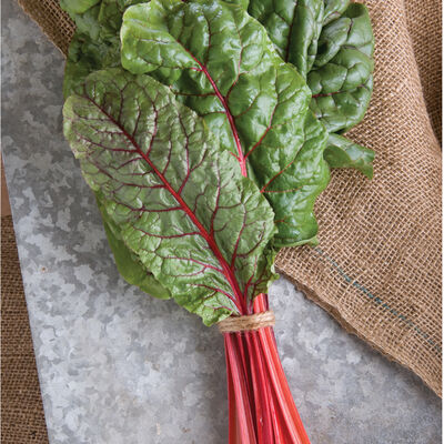 Ruby Red or Rhubarb Chard Ruby Red or Rhubarb Chard Swiss Chard