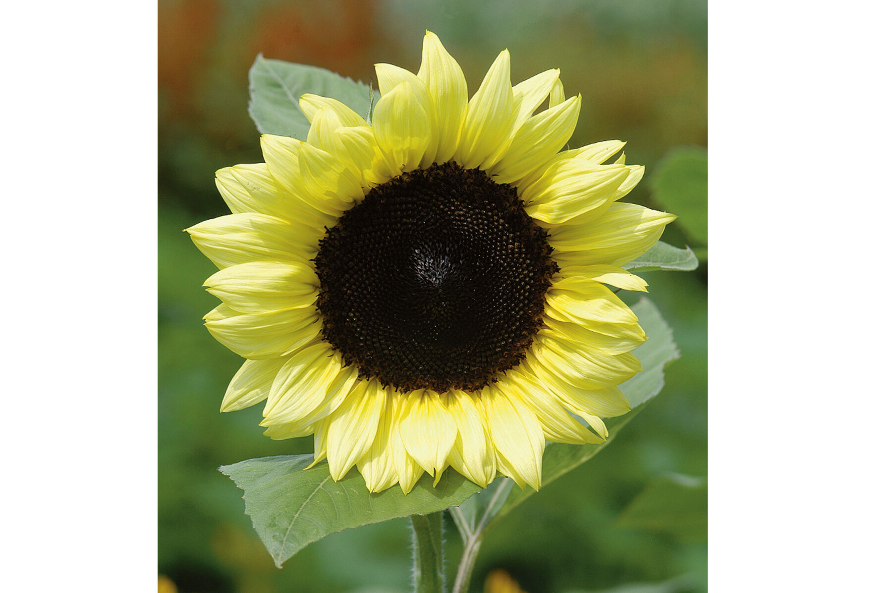 Sunbright Supreme - (F1) Sunflower Seed | Johnny's Selected