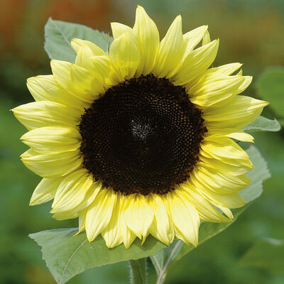 ProCut® Lemon ProCut® Lemon Tall Sunflowers