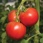 Tomimaru Muchoo Specialty Tomatoes