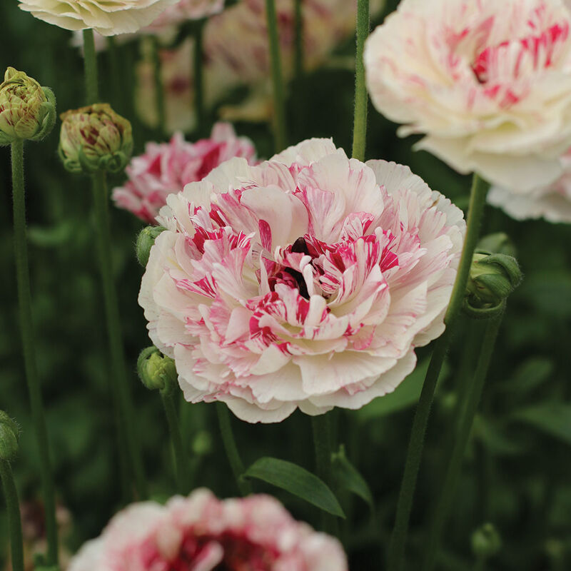 Brushmark Cesar&reg; Ranunculus
