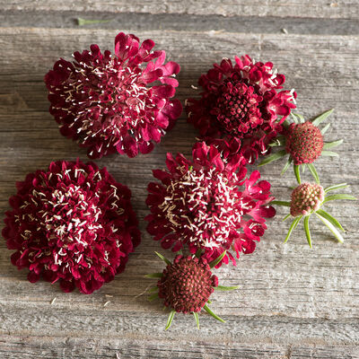 Fire King Fire King Scabiosa (Pincushion Flower)