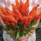 Sunday™ Bright Orange Sunday™ Series