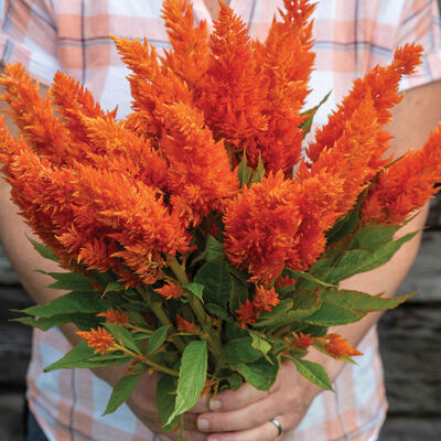 Sunday™ Bright Orange Sunday™ Series