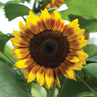 ProCut® Bicolor Tall Sunflowers