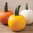 Sunlight PMR Specialty Pumpkins