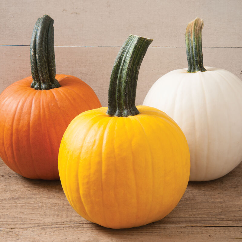 Sunlight PMR Specialty Pumpkins