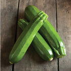 Spineless Perfection Summer Squash