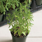 Compact Summer Savory Savory