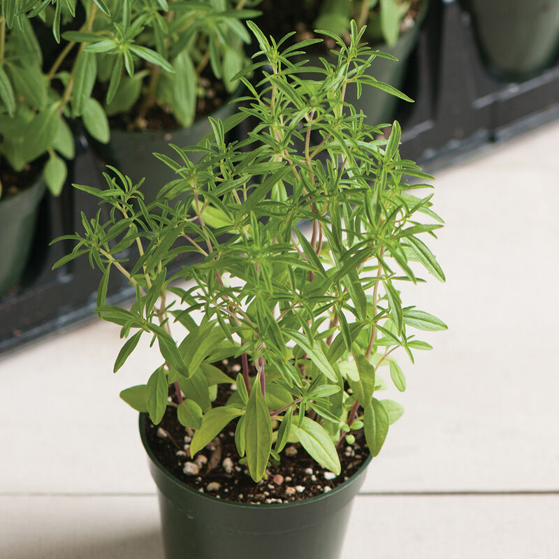 Compact Summer Savory Savory